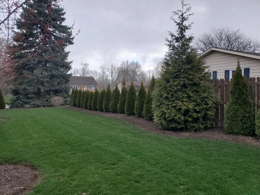 Thuja Green Giant vs Emerald Green Arborvitae: Which Grows Better for Privacy?