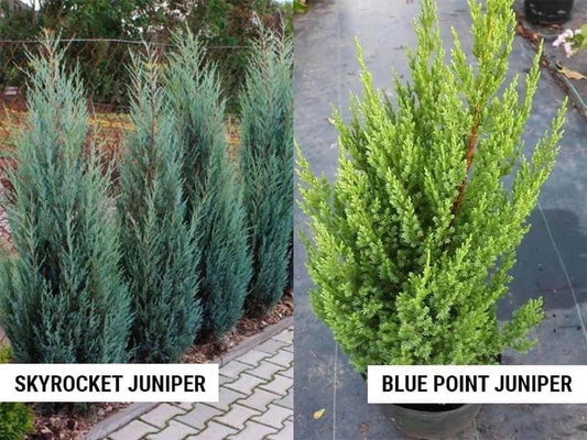 Taylor Juniper vs Skyrocket: Which Makes Better Privacy Screens?