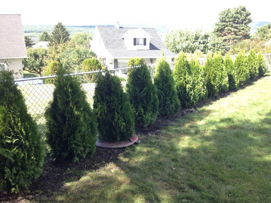 Leyland Cypress vs Emerald Green Arborvitae: Which Makes the Perfect Privacy Screen?