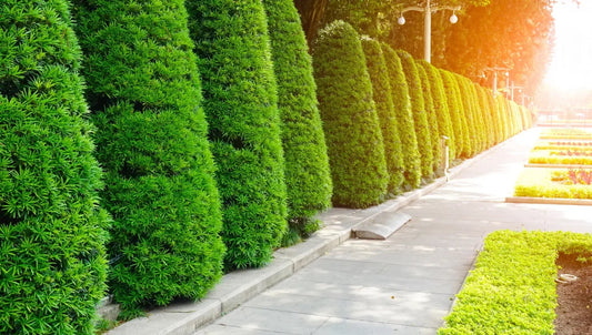Nellie Stevens Holly vs American Holly: A Homeowner's Guide