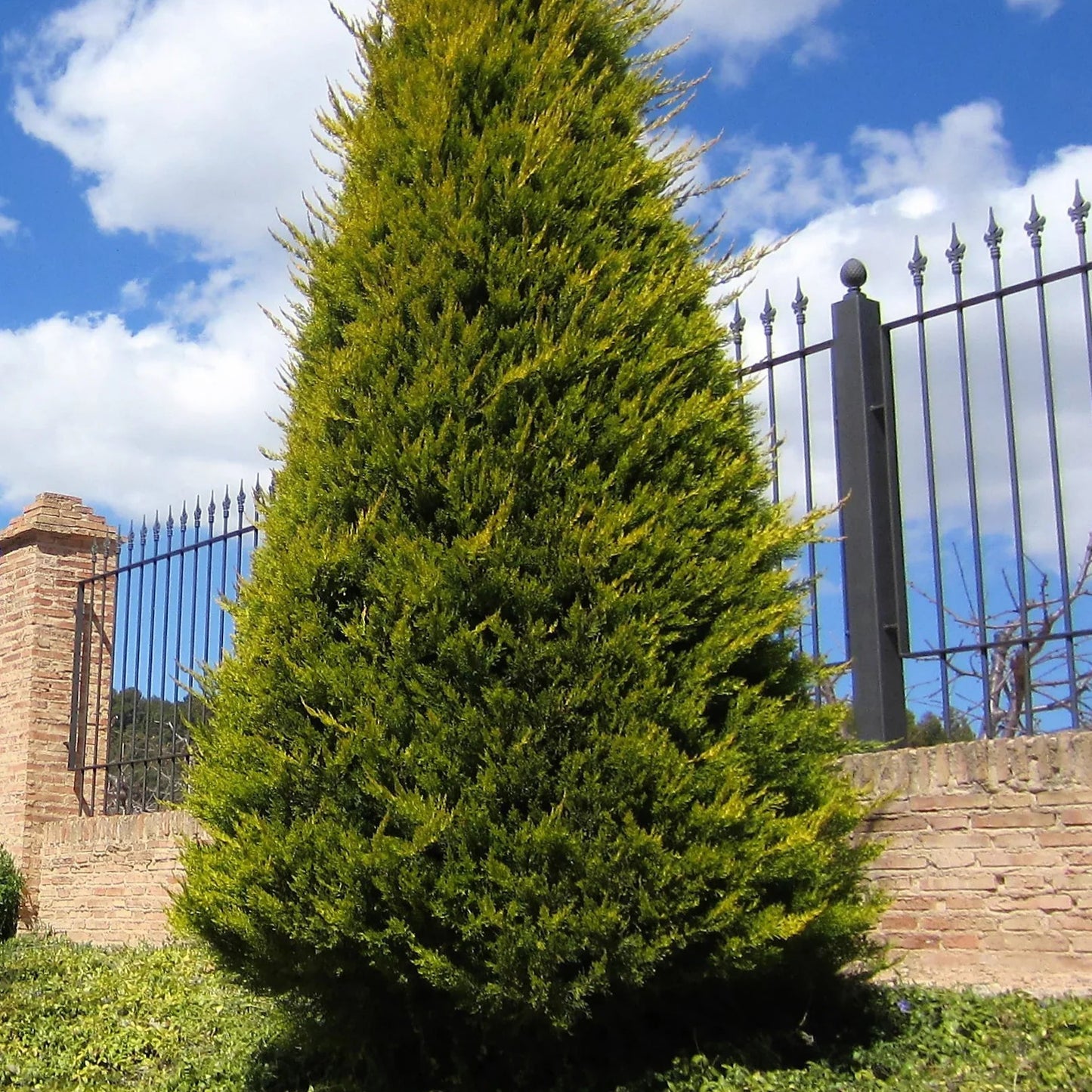 Leyland Cypress Privacy Tree