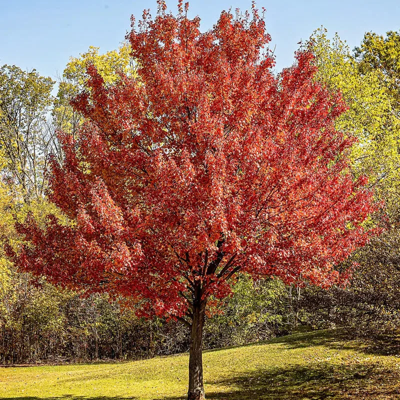 Red Maple Privacy Tree