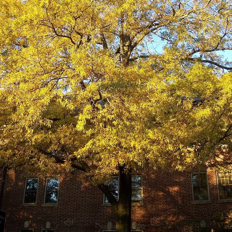 Willow Oak Privacy Tree