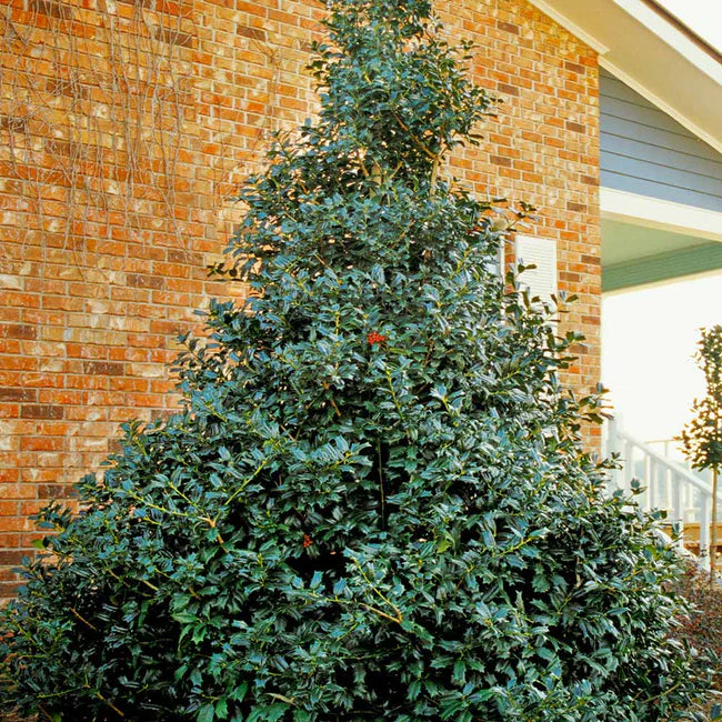 Robin Red Holly Privacy Tree