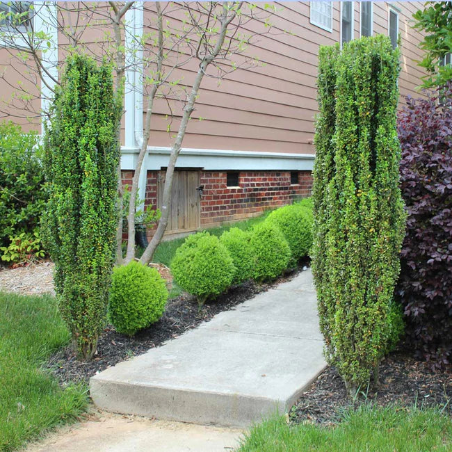 Sky Pencil Holly Privacy Trees
