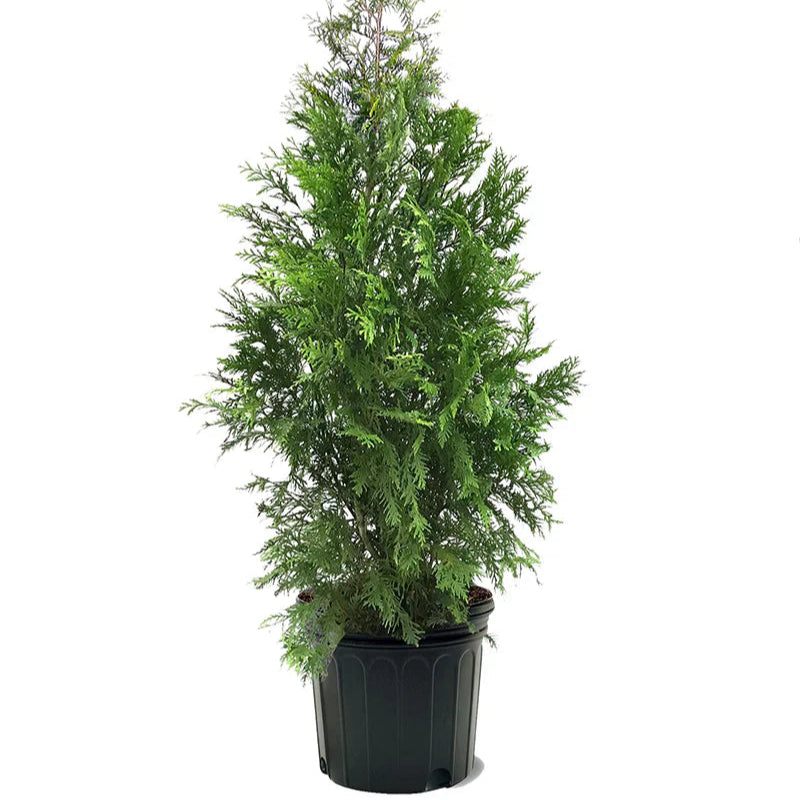 American Pillar Arborvitae Privacy Tree