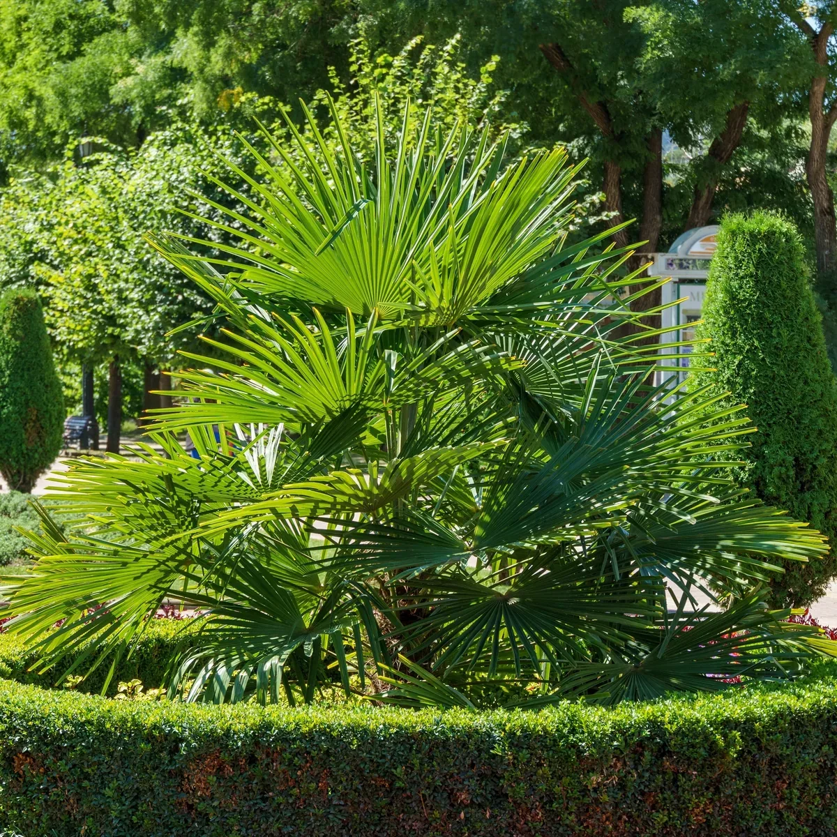 Windmill Palm Privacy Tree
