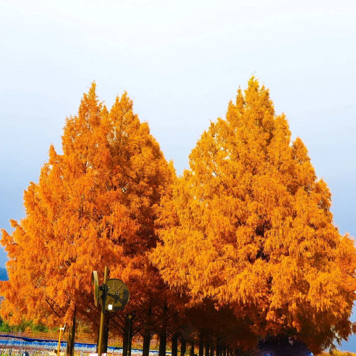 Dawn Redwood Privacy Tree