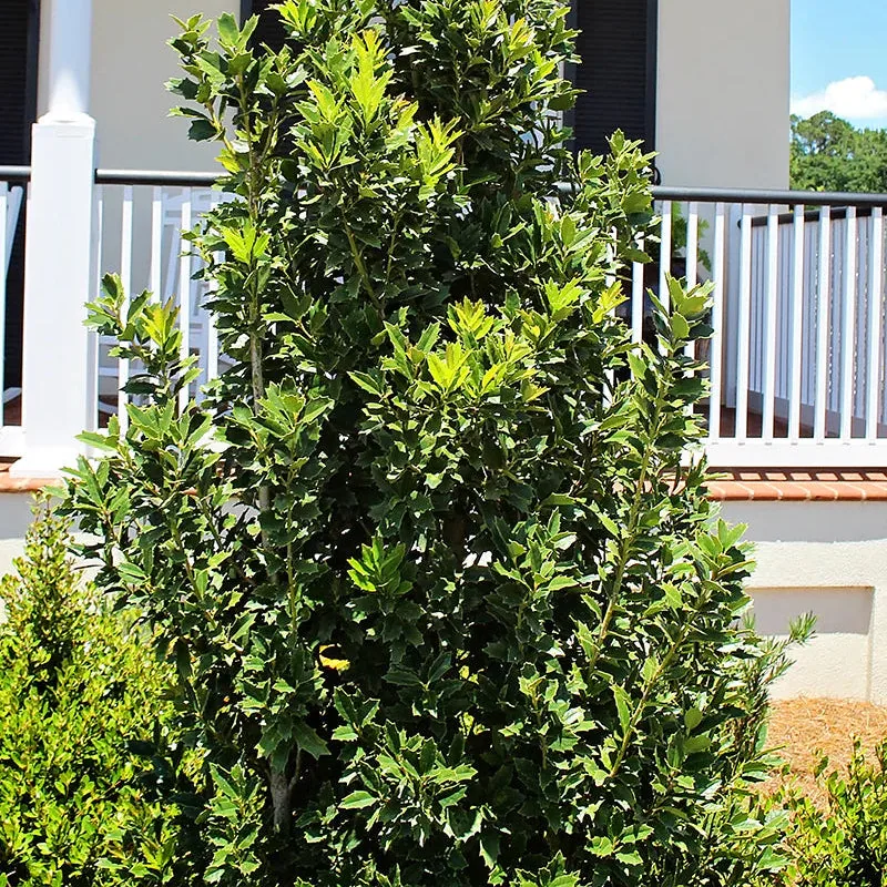 Oakleaf Holly Privacy Tree