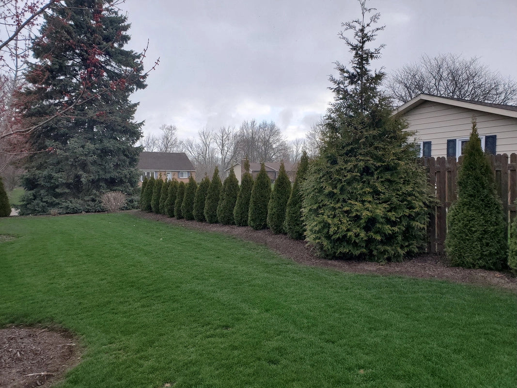 Thuja Green Giant vs Emerald Green Arborvitae: Which Grows Better for Privacy?