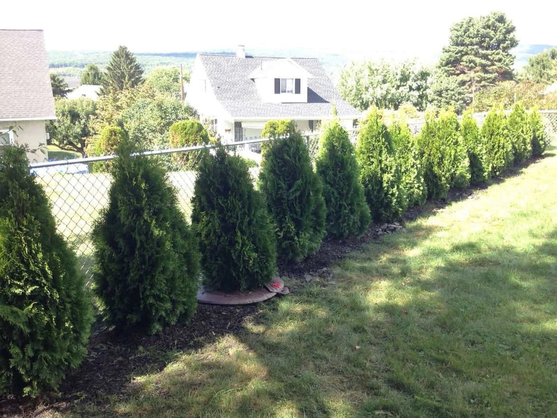 Leyland Cypress vs Emerald Green Arborvitae: Which Makes the Perfect Privacy Screen?