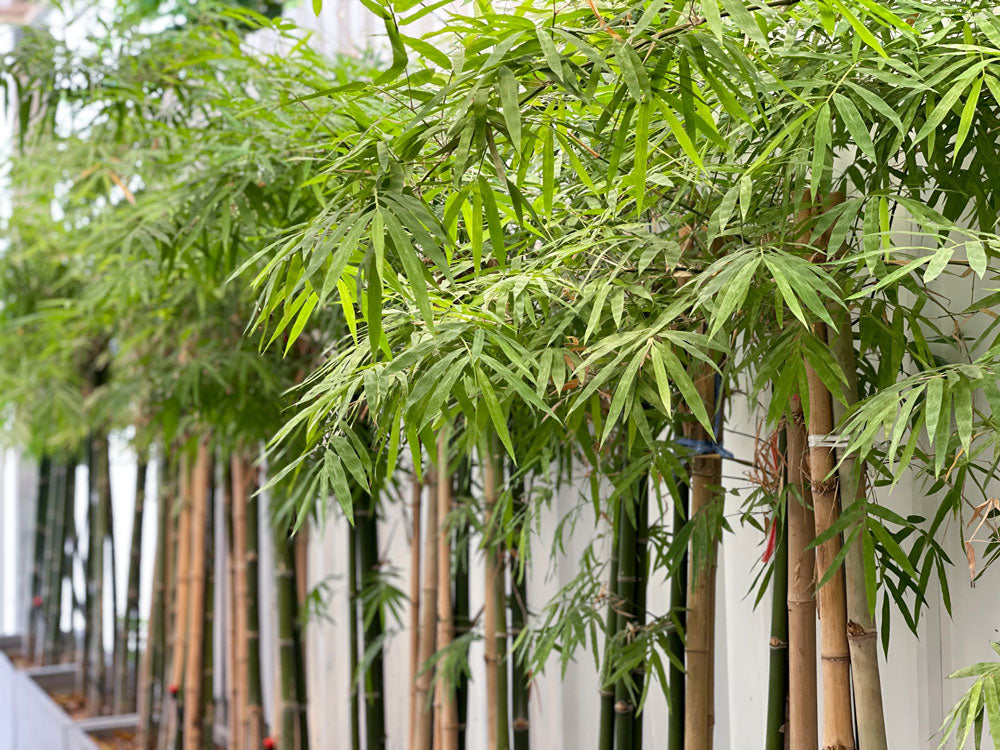 Bamboo Plants