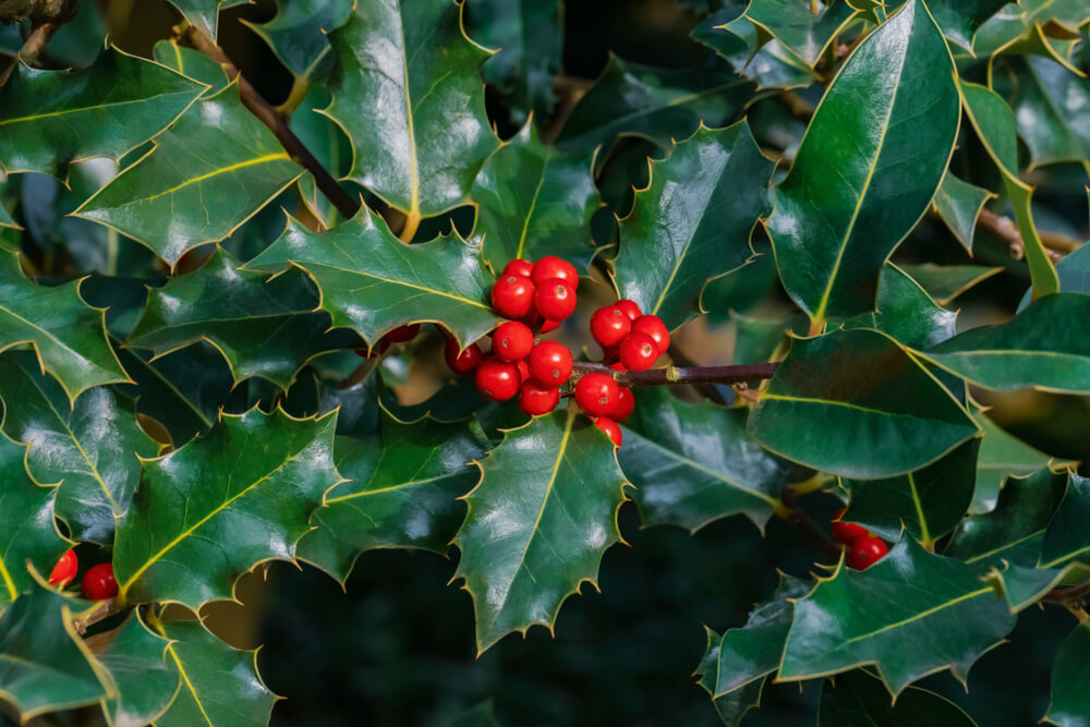 Holly Trees