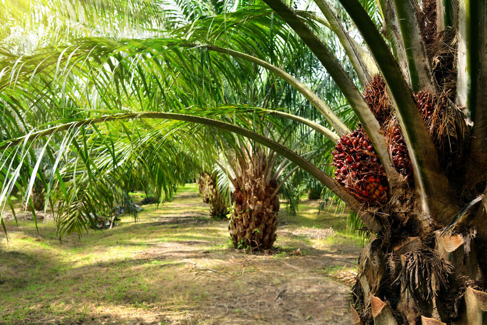 Palm Trees