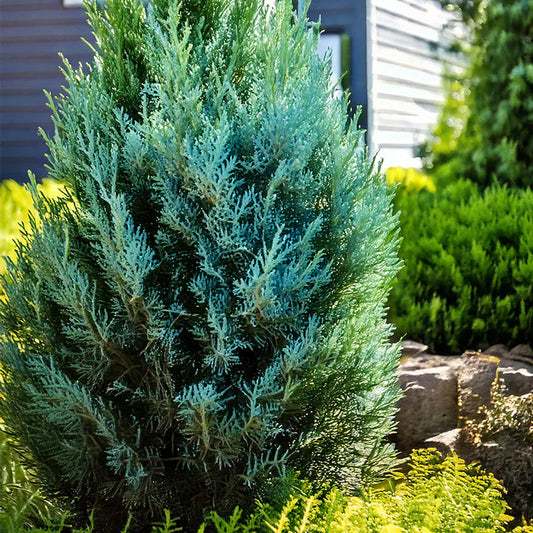 Blue Point Juniper Privacy Tree
