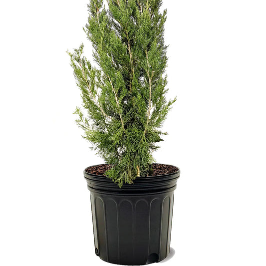 Brodie Juniper Privacy Tree