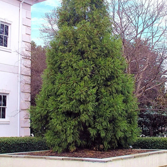 Cryptomeria Yoshino Privacy Tree