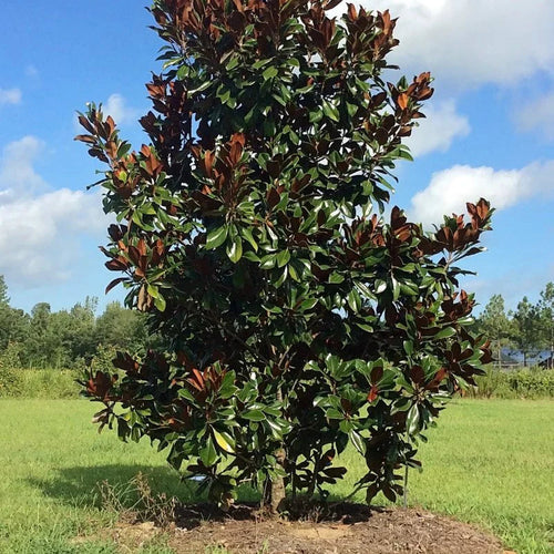 D.D. Blanchard Magnolia