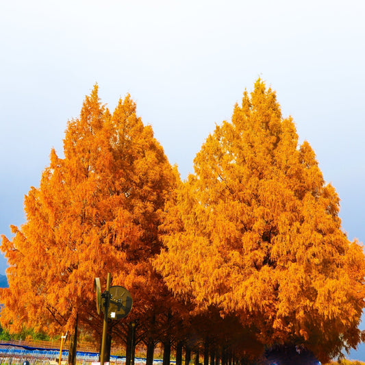 Dawn Redwood Privacy Tree