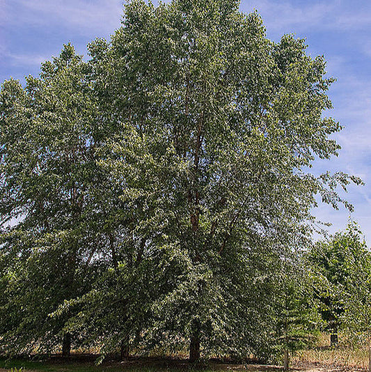 Dura Heat River Birch Privacy Trees