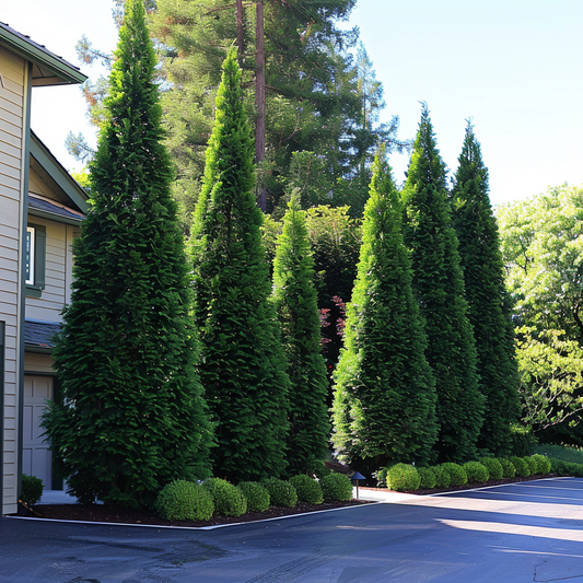 Emerald Green Arborvitae Privacy Trees