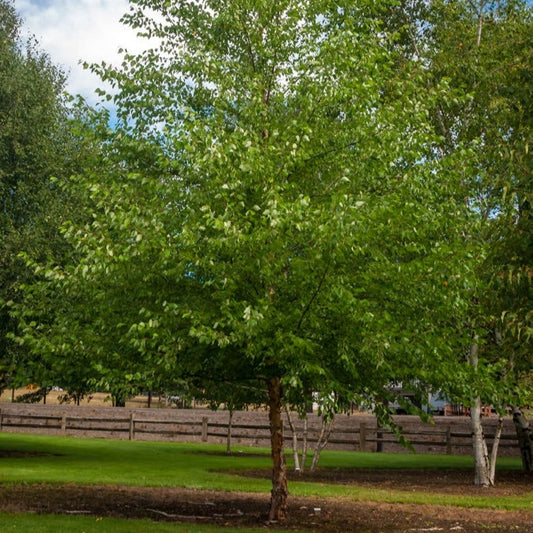 Heritage River Birch Privacy Tree
