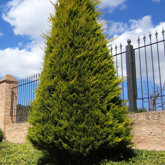 Leyland Cypress Privacy Tree