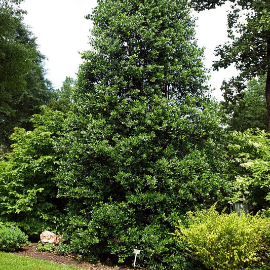Nellie R Stevens Holly Privacy Tree
