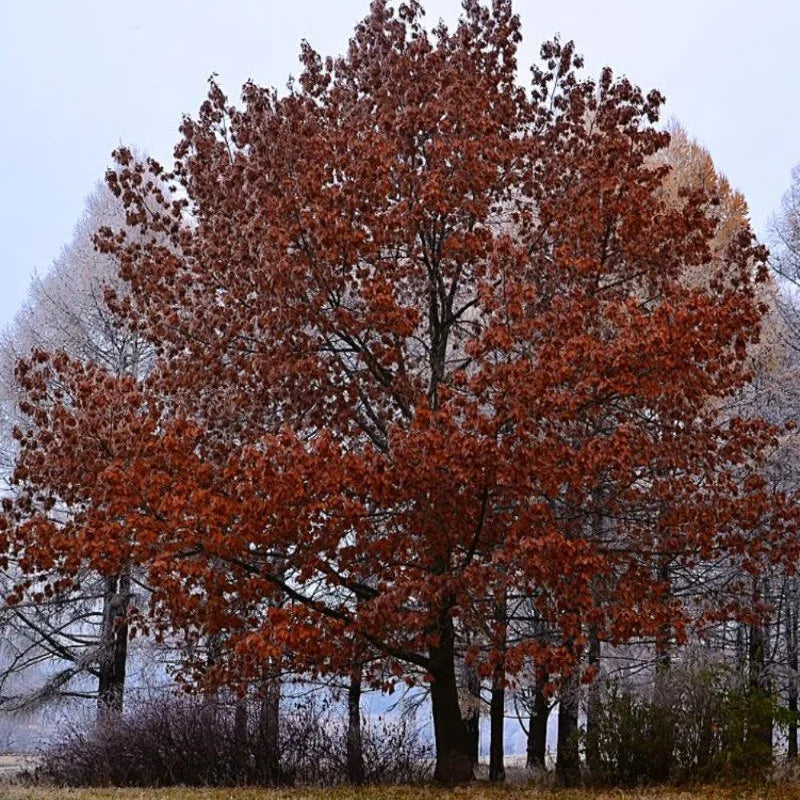 Northern Red Oak Privacy Tree