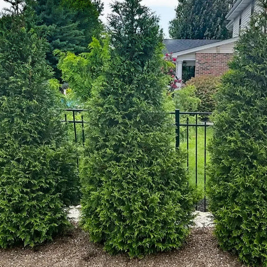 Northern Spire Arborvitae Privacy Trees