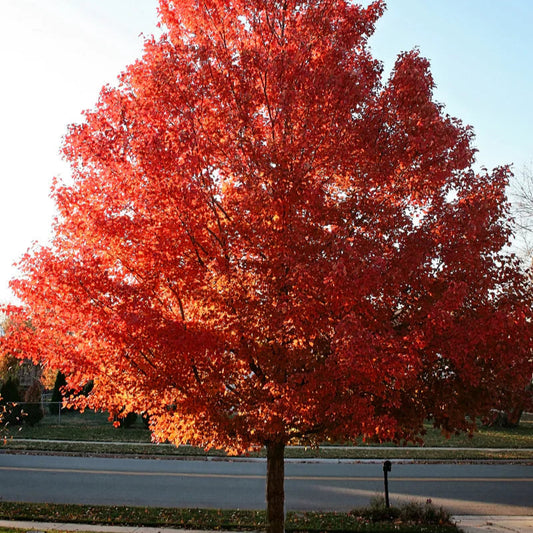 October Glory Maple Privacy Tree
