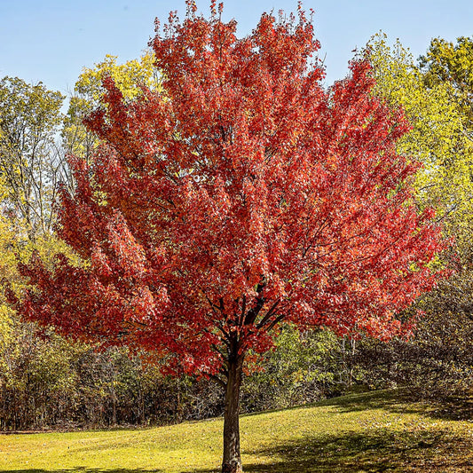 Red Maple Privacy Tree