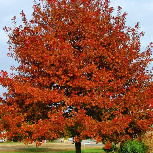 Shumard Oak Privacy Tree