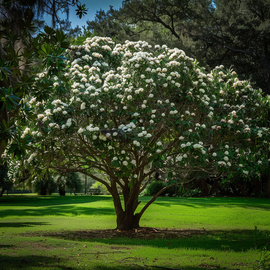 Southern Magnolia Privacy Tree