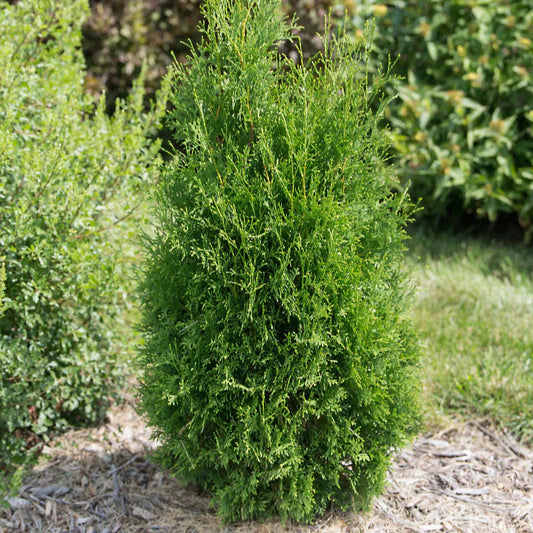 Tall Guy Arborvitae Privacy Tree