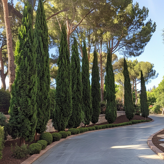 Taylor Juniper Privacy Trees