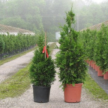 Thuja Green Giant Privacy Trees