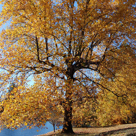Tulip Poplar Tree Privacy Tree