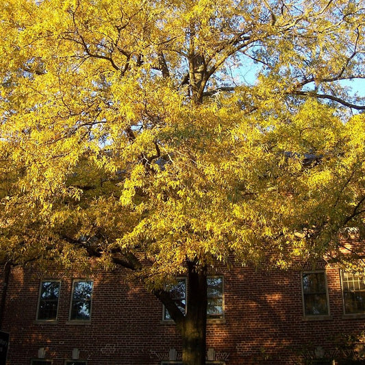 Willow Oak Privacy Tree