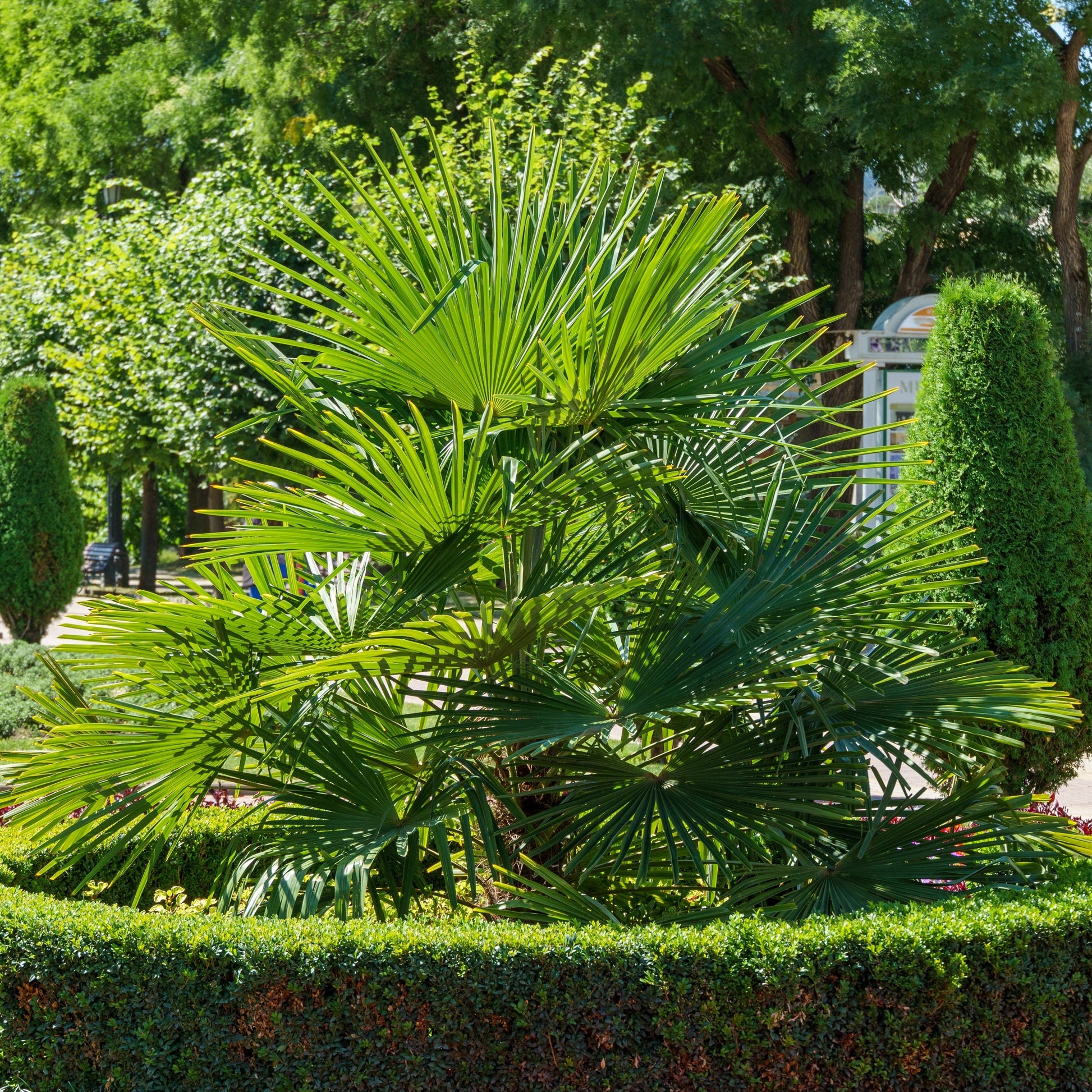 Windmill Palm Privacy Tree