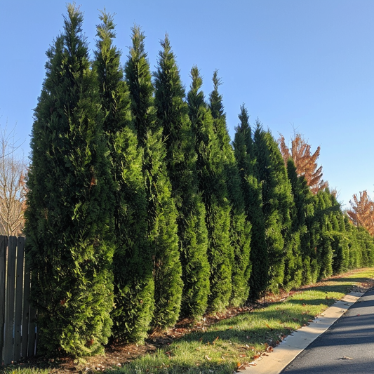 Leyland Cypress Tree